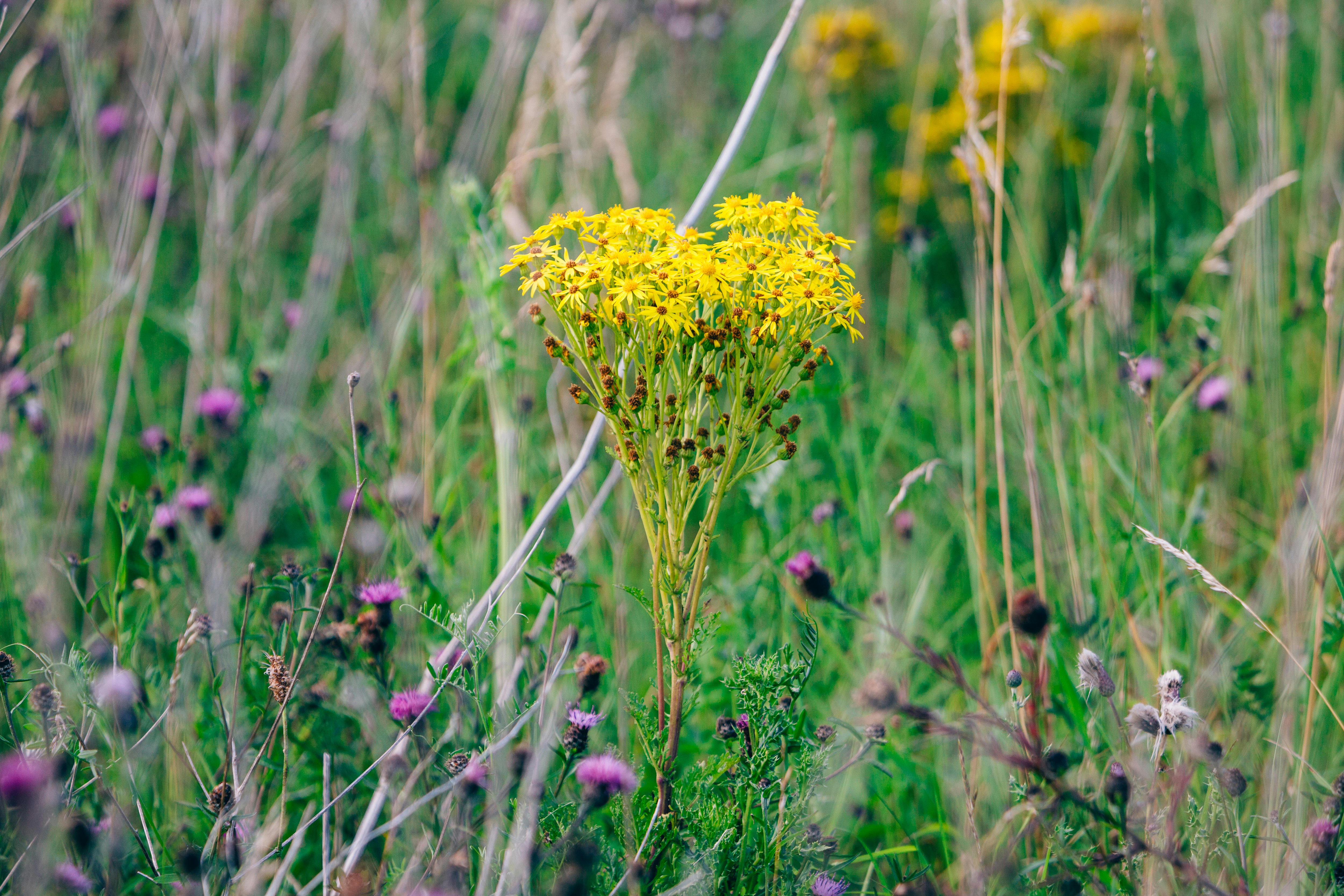 yellow flower on green grass during daytime